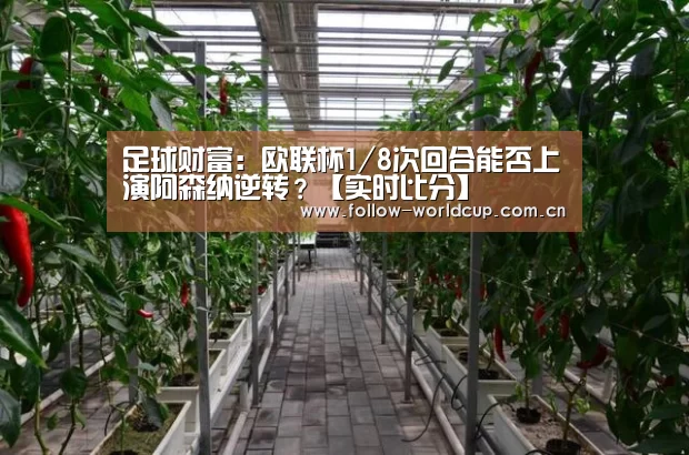 实时比分